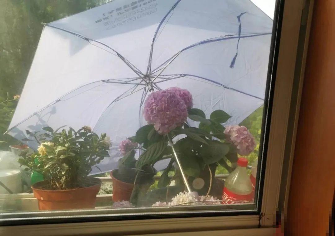38℃高温，家里的花挺不过去，只剩盆了！