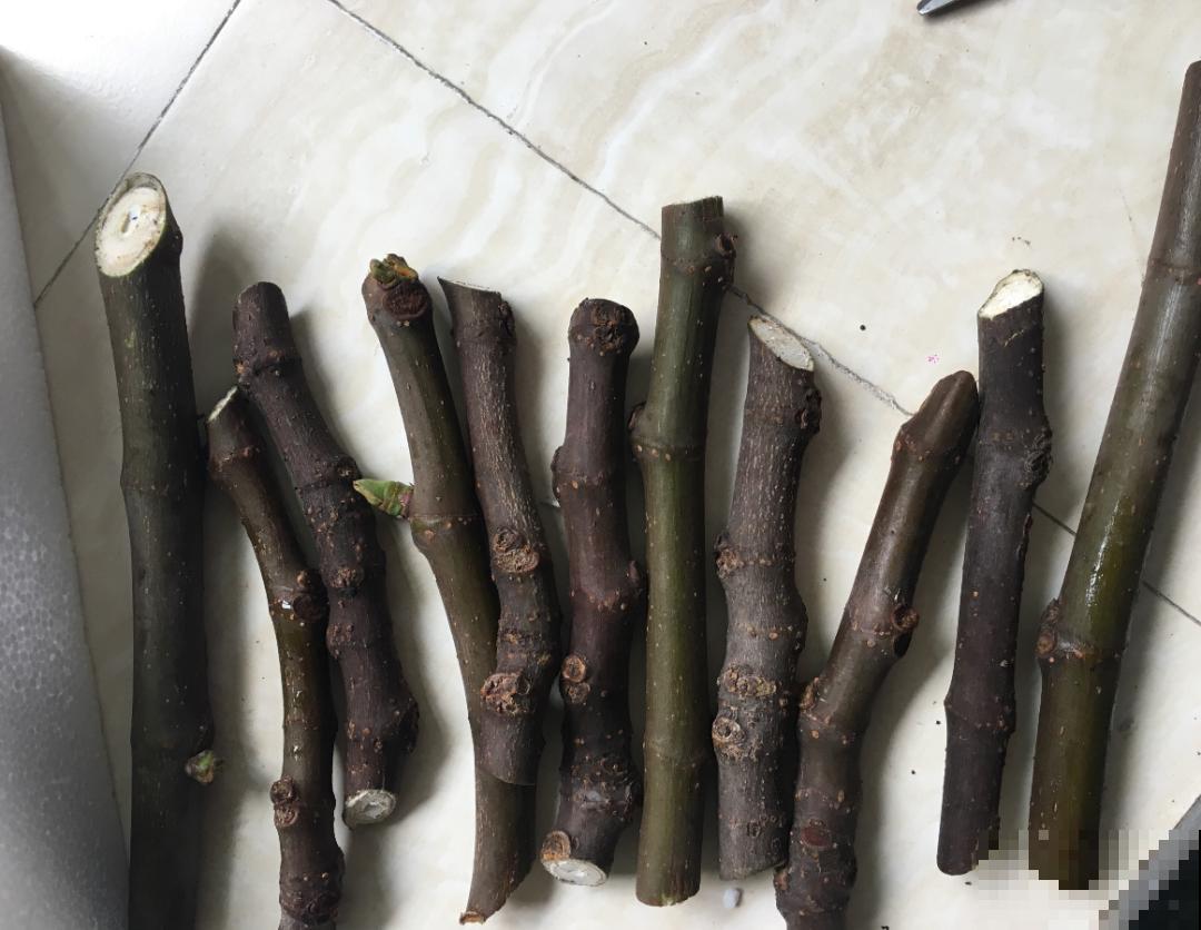 路边掐几根大粗枝,5天就生根,结果沉甸甸! 路边掐几根大粗枝,5天就生根,结果沉甸甸!