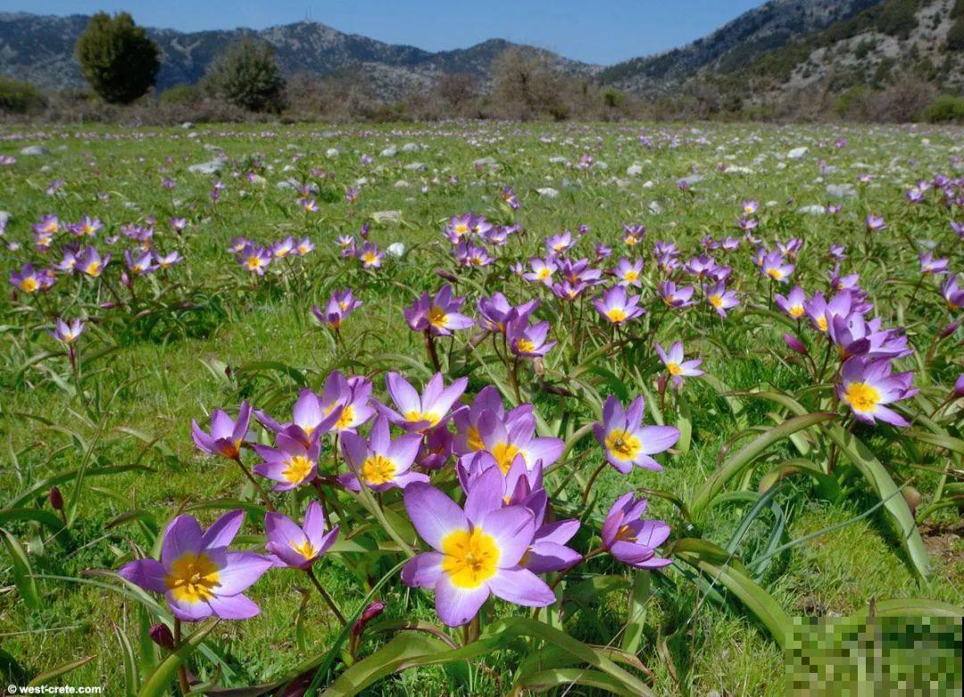 郁金香的“原始”祖先，大雪地里开花，颜值100分！