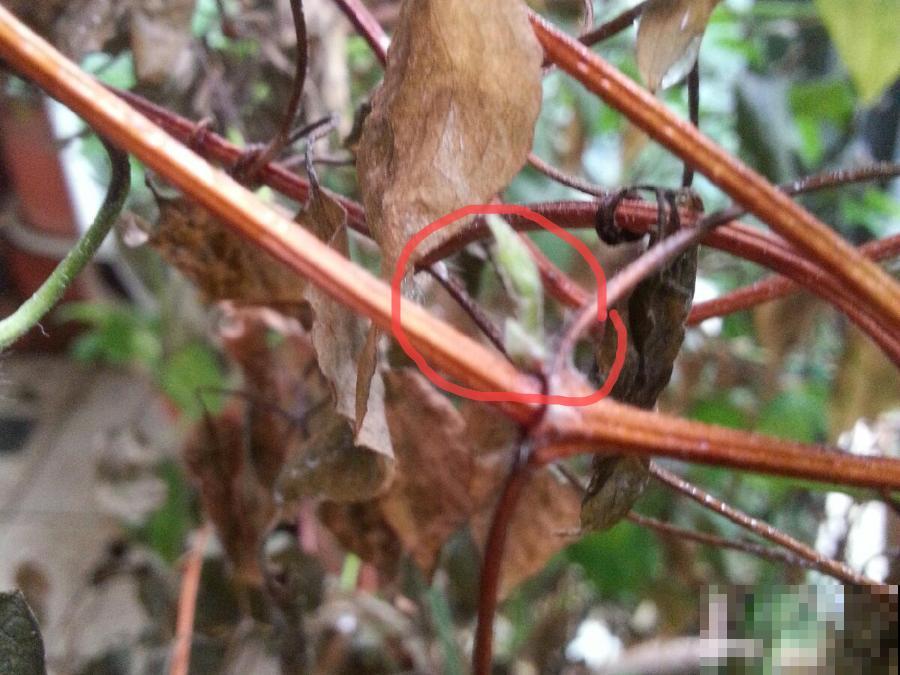 1种花现在剪,芽窜得更多,开出整面大花墙 1种花现在剪,芽窜得更多,开出整面大花墙
