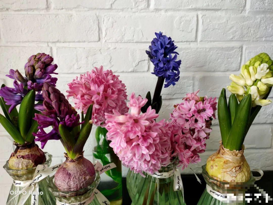 8种花是一次性的，开完就扔，别浪费时间！