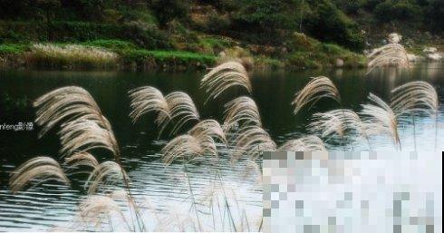 诗经里的植物,美了3000多年,有图有真相! 诗经里的植物,美了3000多年,有图有真相!