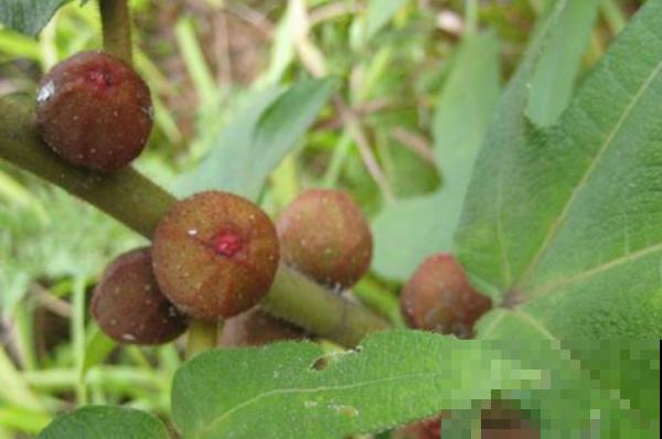 一种野草,根系特别滋补,农村人都用它炖鸡汤! 一种野草,根系特别滋补,农村人都用它炖鸡汤!