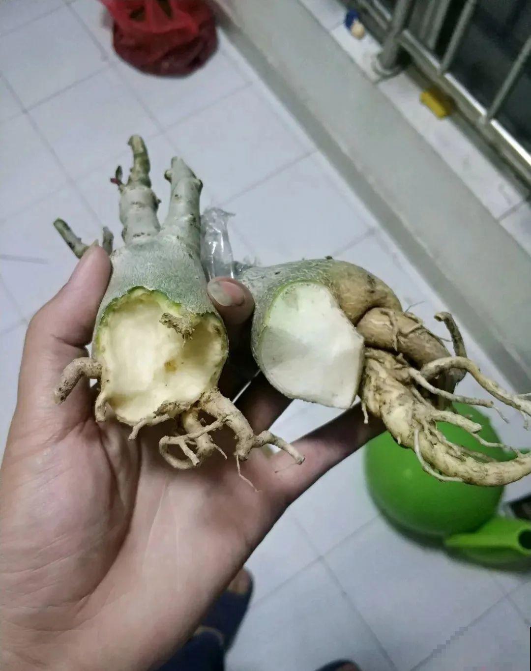 不用施肥打药,这花旱它几个月,疯狂爆花! 不用施肥打药,这花旱它几个月,疯狂爆花!