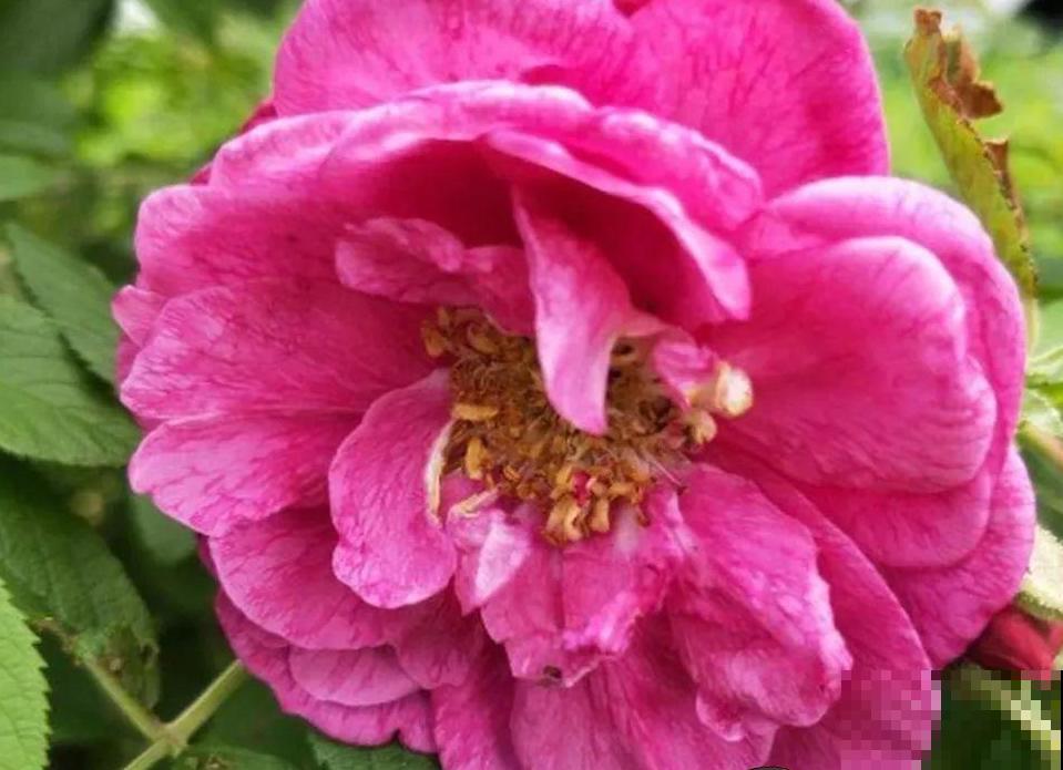 20种香水花,茶花排倒数,第一就是它! 20种香水花,茶花排倒数,第一就是它!