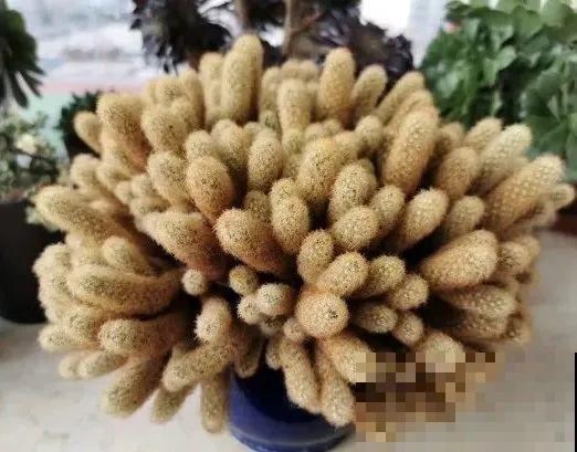 这花3年没浇水，却疯长得把盆撑爆，懒人福利啊！