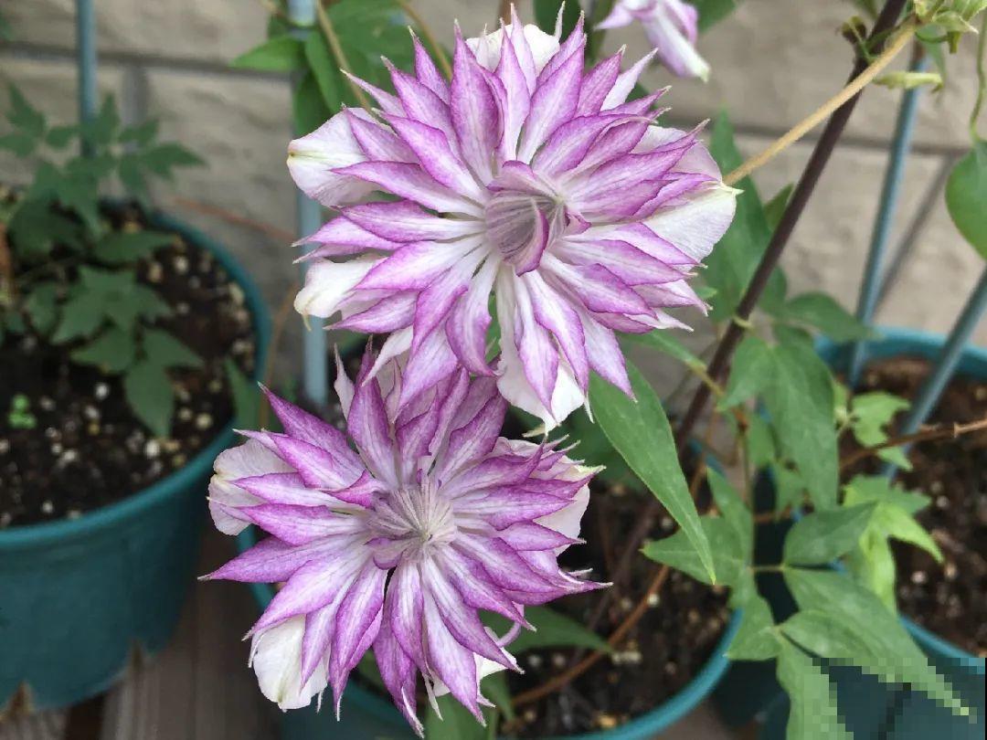 1种花现在剪,芽窜得更多,开出整面大花墙 1种花现在剪,芽窜得更多,开出整面大花墙