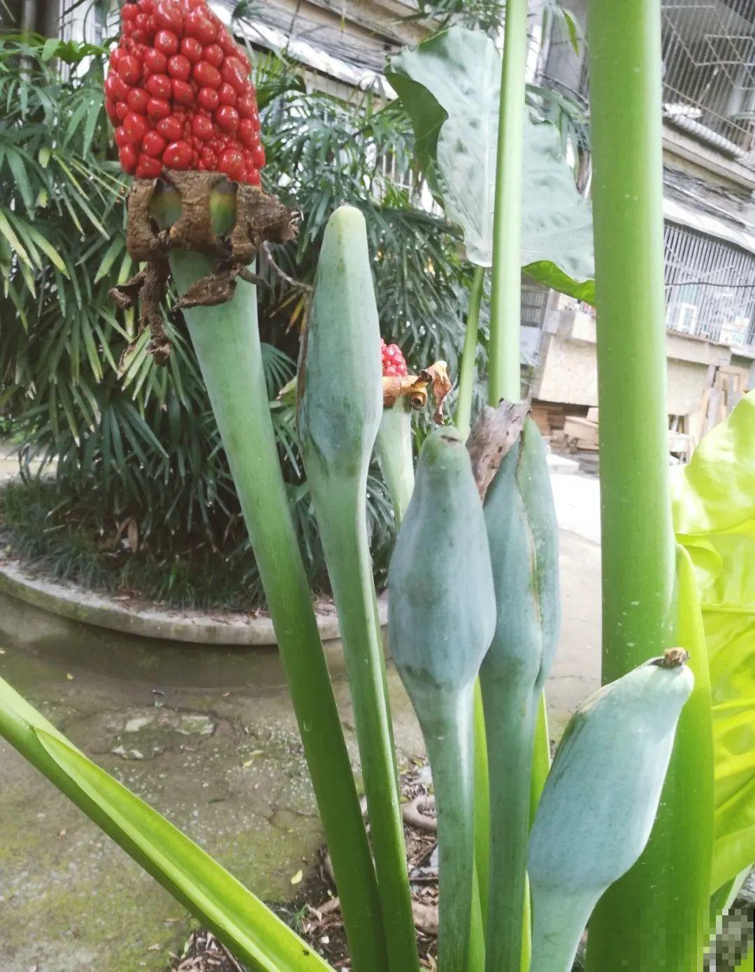 10种花有剧毒,遇到千万别乱碰,小心中毒! 10种花有剧毒,遇到千万别乱碰,小心中毒!