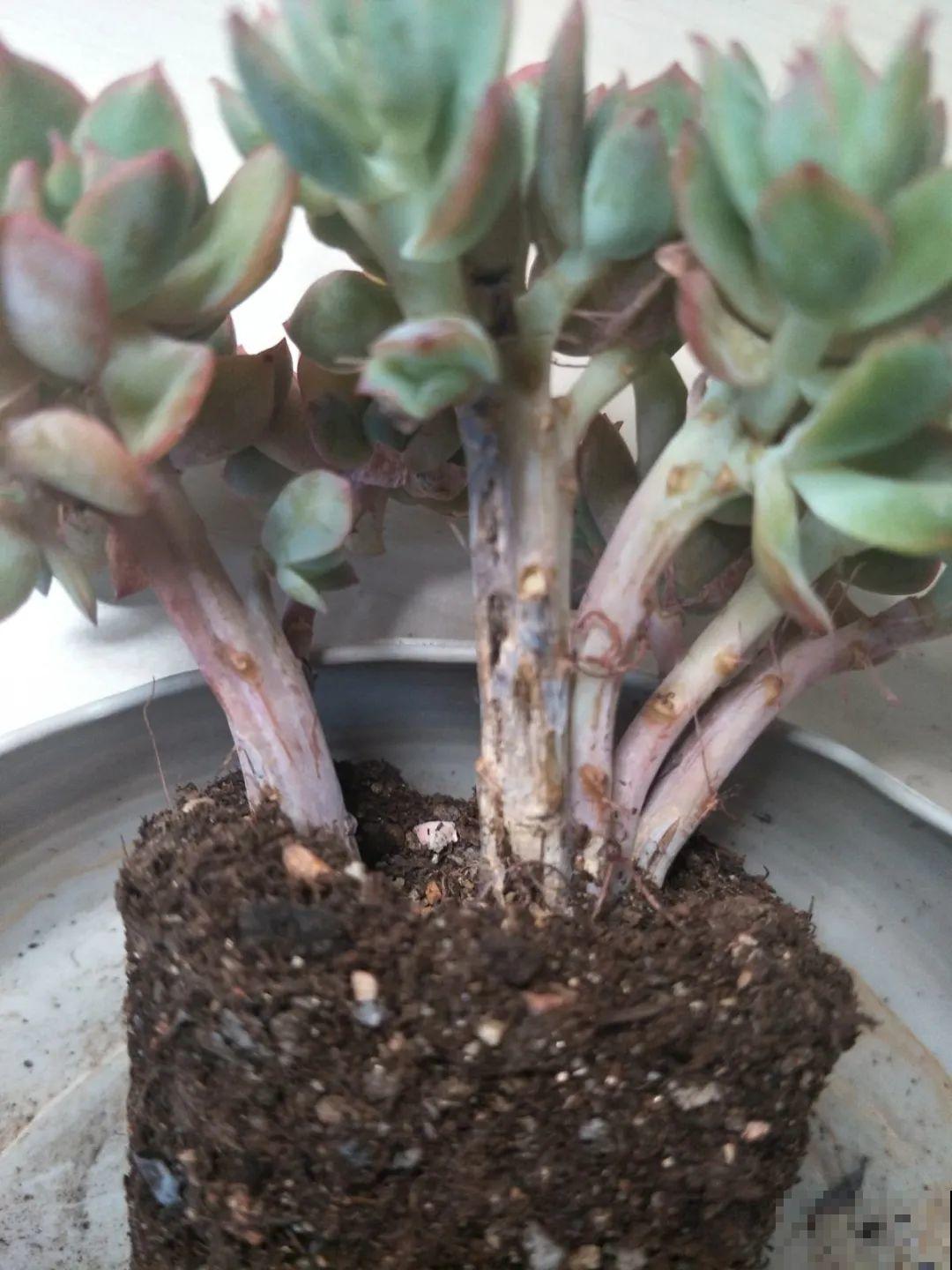 这花3年没浇水，却疯长得把盆撑爆，懒人福利啊！