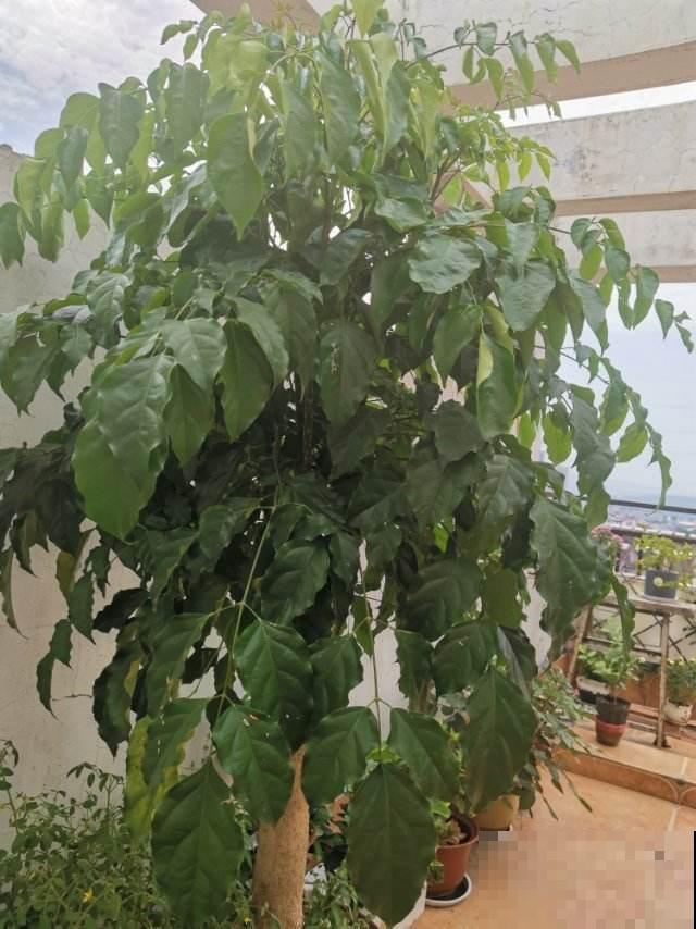 幸福树掉叶子，抓紧开窗通风，多喷水才行
