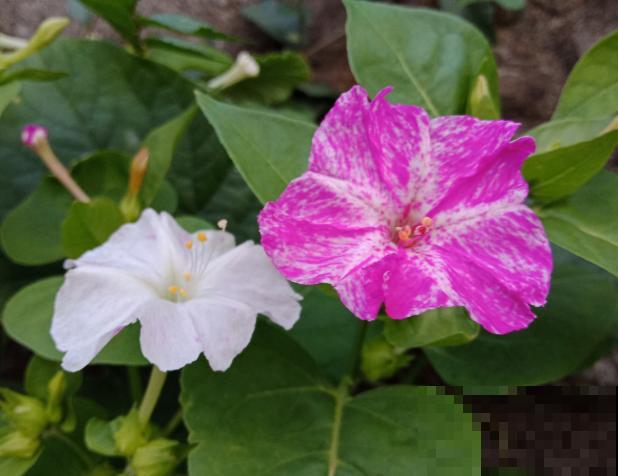 农村院里的3种茉莉花，十里外都飘香，越晒越疯长！