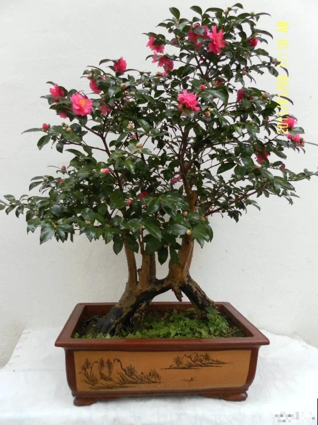 家里养盆松,代代出富翁,镇宅守家寓意好! 家里养盆松,代代出富翁,镇宅守家寓意好!