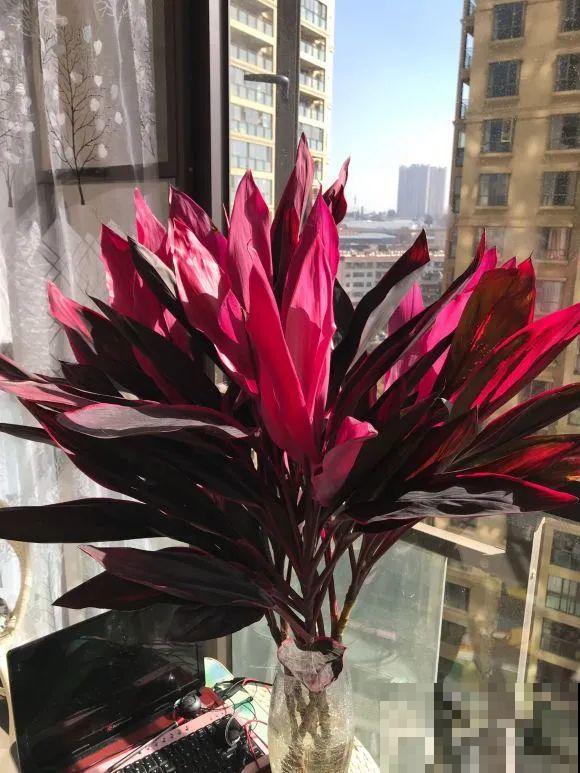 12种花，堪称“耐阴王”，比绿萝好看一万倍！