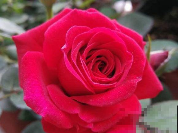 浓香型的靠边站，这些月季香味清淡，最适合阳台养！