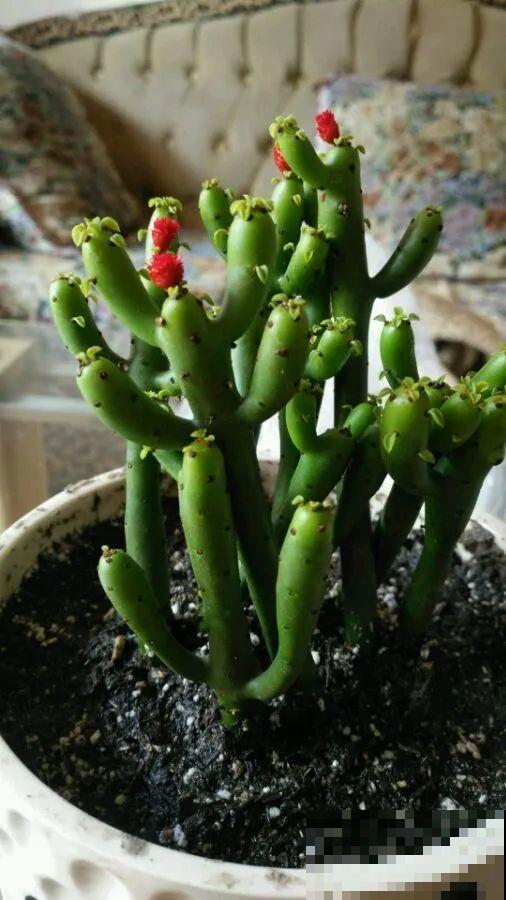 这花3年没浇水，却疯长得把盆撑爆，懒人福利啊！