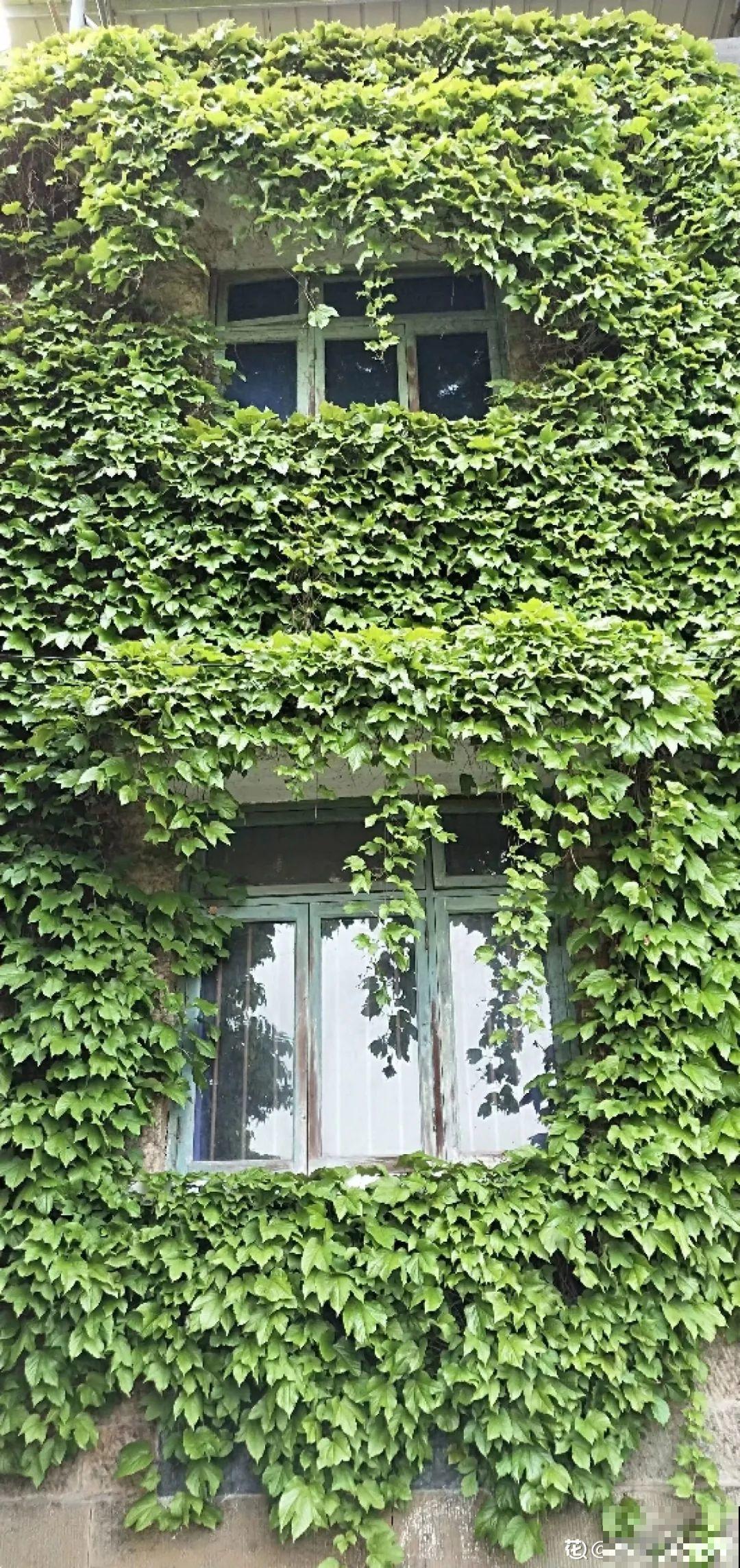 5种花长得特凶猛,房子都被吃掉了! 5种花长得特凶猛,房子都被吃掉了!