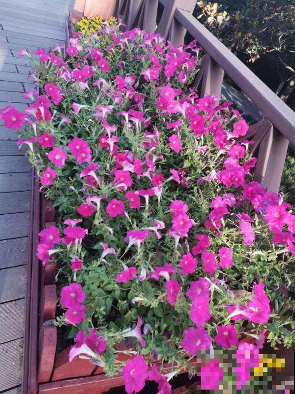 脚踩都不死的花，一开就是一大片，纯属懒人花卉