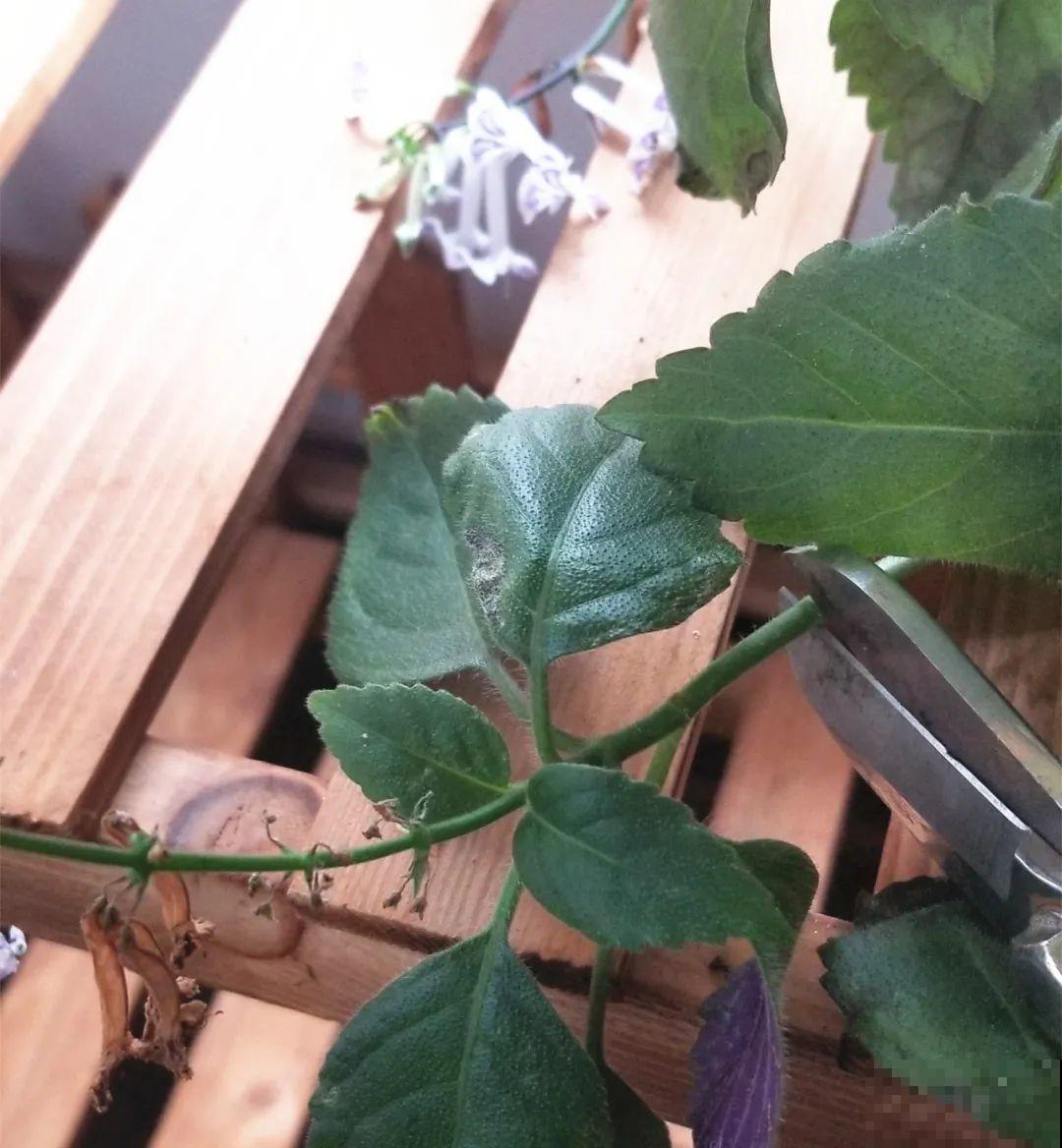 10种花,不怕风吹雨淋,不怕暴晒干旱,四季爆开花,堪称花坚强! 10种花,不怕风吹雨淋,不怕暴晒干旱,四季爆开花,堪称花坚强!