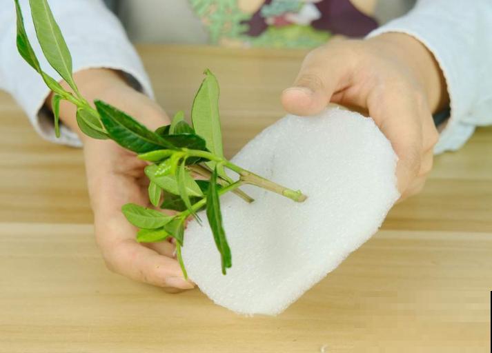 扦插百试百灵的小妙招，不信你也试试，3~5天就生根！