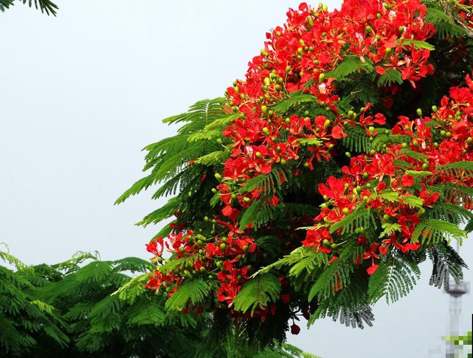 中国各城市市花，都在这里了，看看你所在的城市是什么花吧！