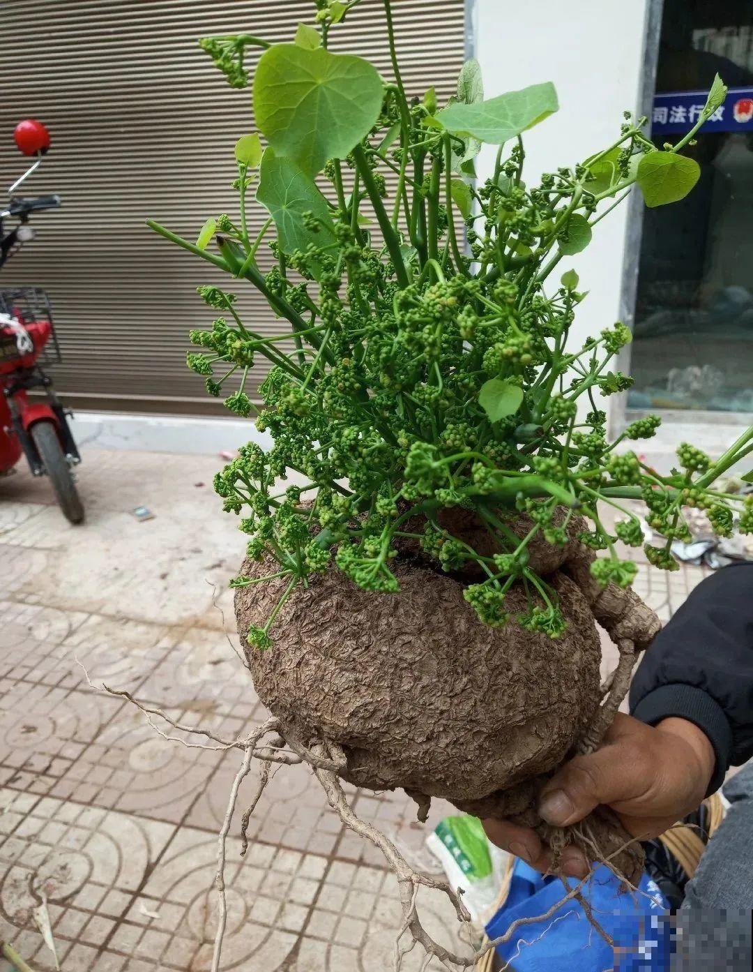 大土豆埋土里,2个月变成绿窗帘,1个月不浇水照样活! 大土豆埋土里,2个月变成绿窗帘,1个月不浇水照样活!