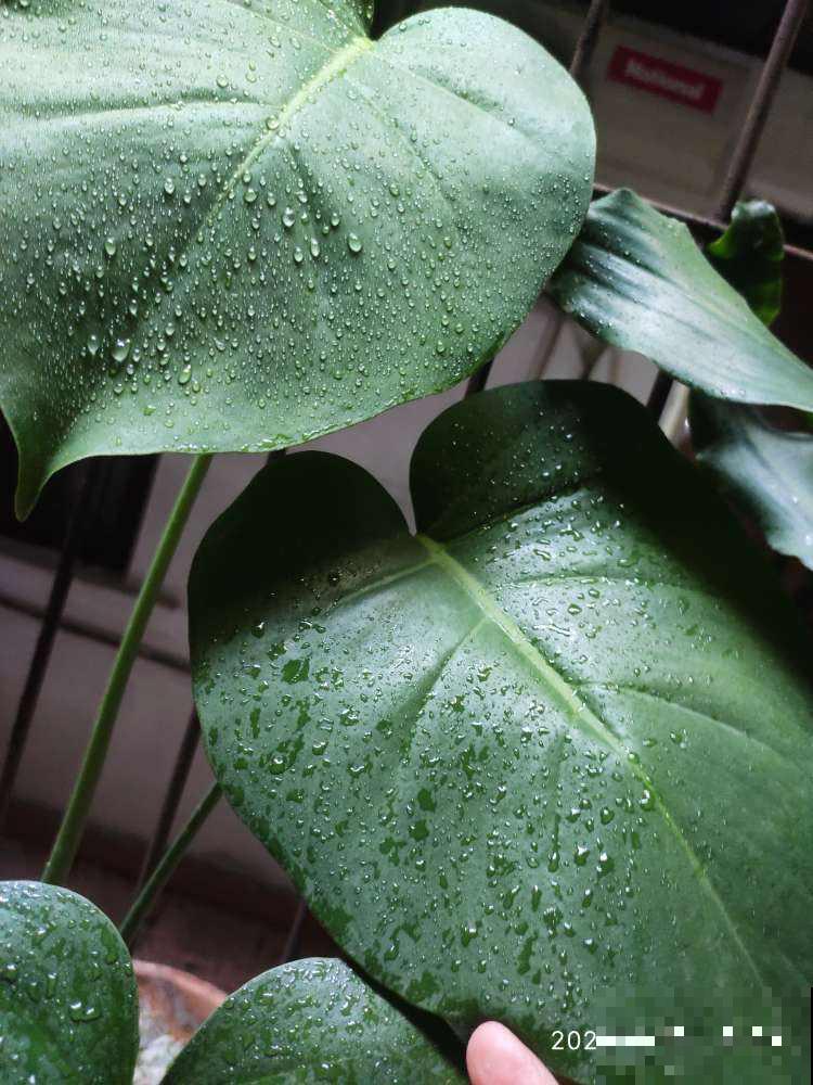 家里养盆龟背竹,香蕉皮擦擦叶,叶子绿油油,亮得直反光 家里养盆龟背竹,香蕉皮擦擦叶,叶子绿油油,亮得直反光