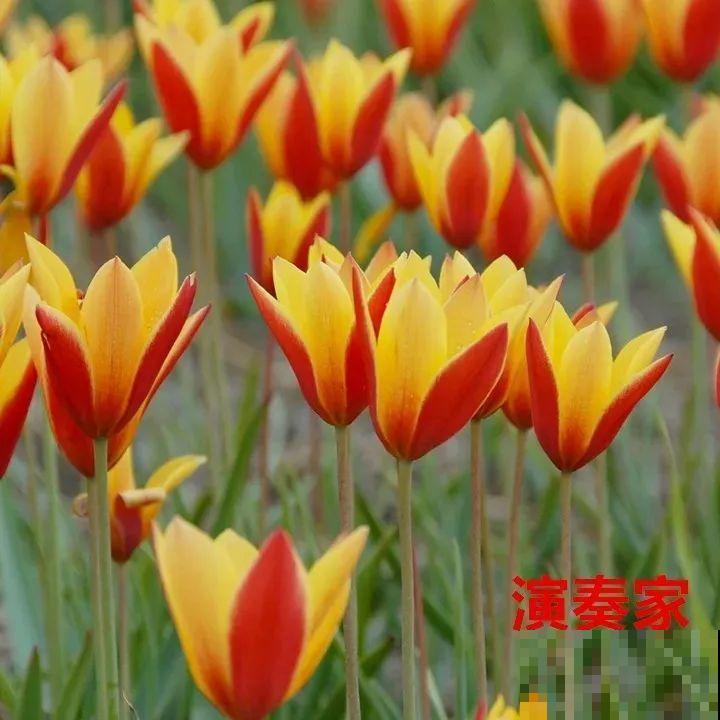 郁金香的“原始”祖先，大雪地里开花，颜值100分！