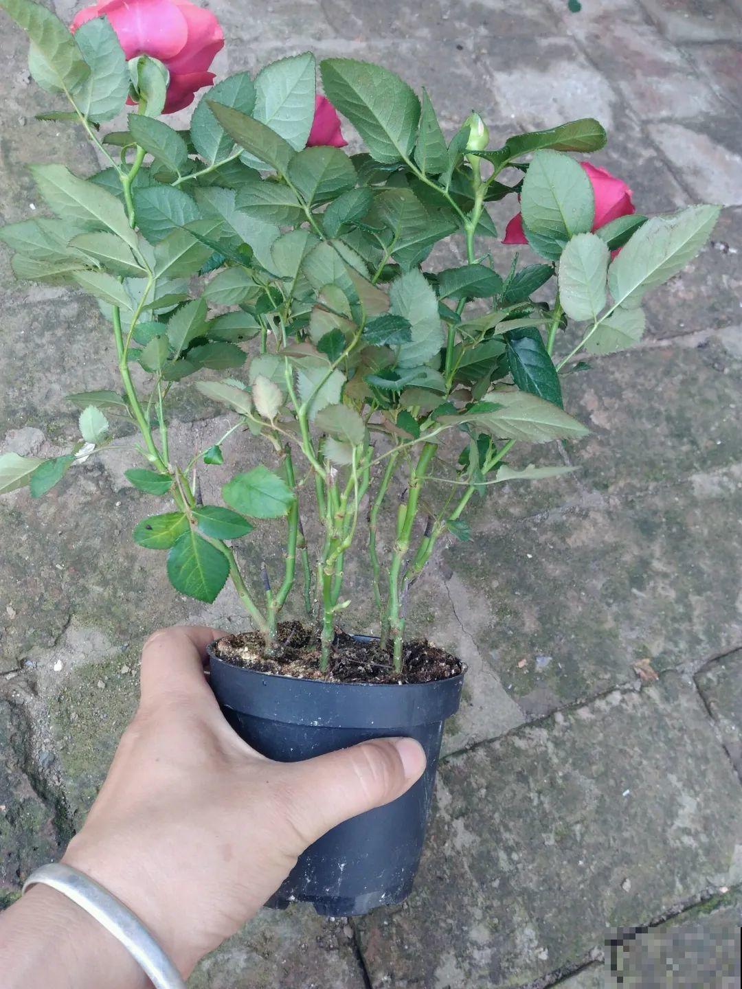 周末去花市捡漏，这花竟然1块钱1棵，赶紧买！