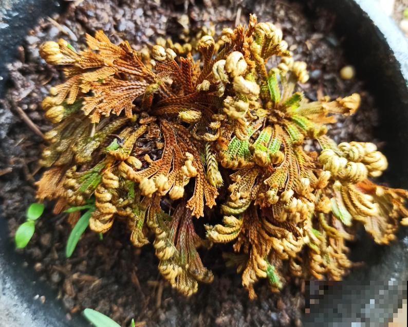 九死还魂草，怎么折腾都死不了，一遇水枯叶变绿叶！