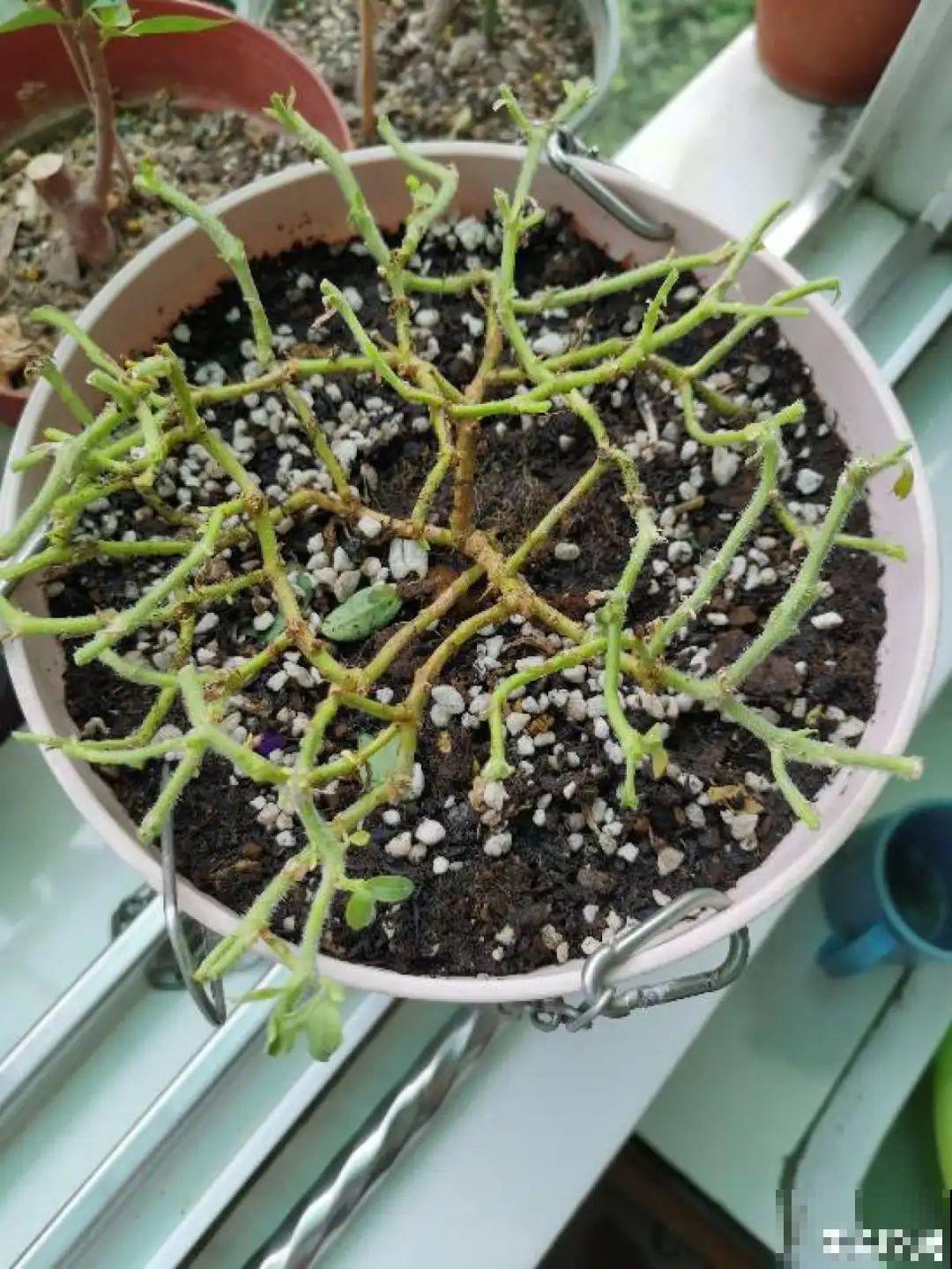 9种花,夏天剃个小平头,平平稳稳度夏天 9种花,夏天剃个小平头,平平稳稳度夏天