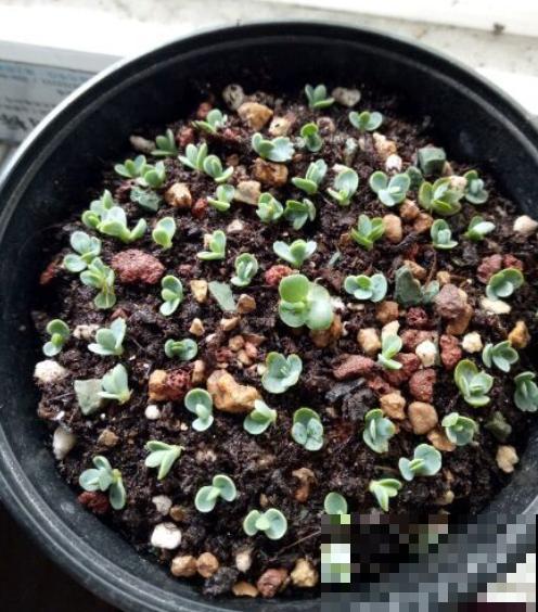 这花太能生崽,恨得用脚踩,结果越踩长得越多! 这花太能生崽,恨得用脚踩,结果越踩长得越多!