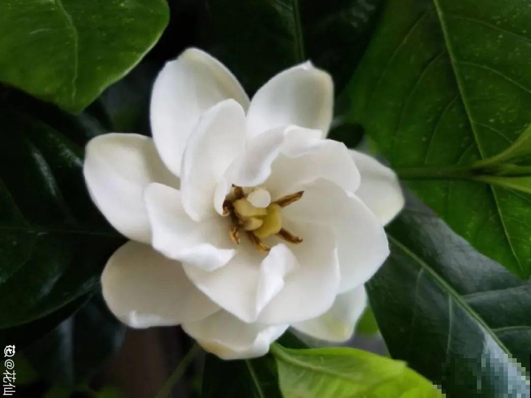 20种香水花,茶花排倒数,第一就是它! 20种香水花,茶花排倒数,第一就是它!