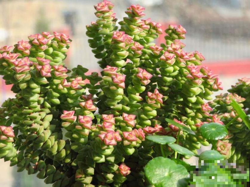 这种多肉,爆盆太可怕了,叶子多得往外溢! 这种多肉,爆盆太可怕了,叶子多得往外溢!