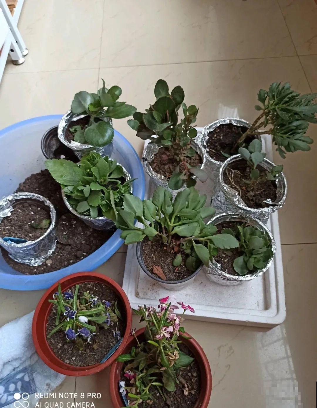 38℃高温，家里的花挺不过去，只剩盆了！