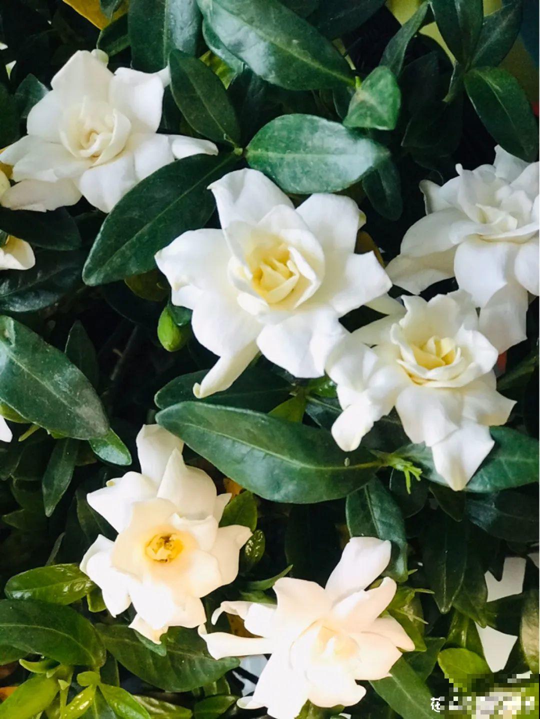 荷花明明美上天，为啥不能在家养？