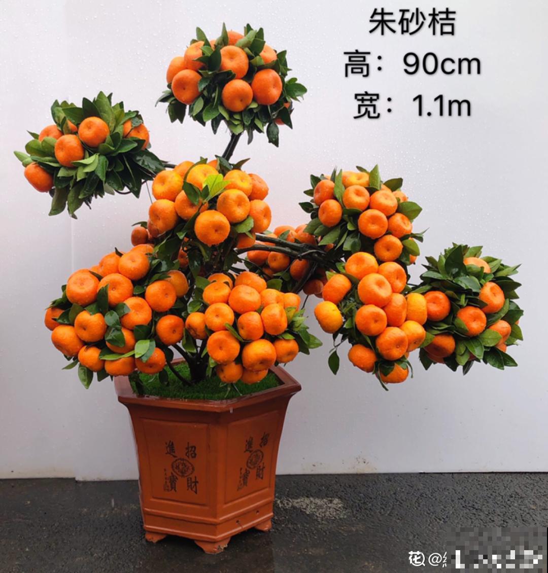 家里养盆松,代代出富翁,镇宅守家寓意好! 家里养盆松,代代出富翁,镇宅守家寓意好!