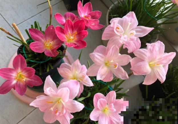 奇葩的催花方式:淋雨,越淋雨越开花! 奇葩的催花方式:淋雨,越淋雨越开花!