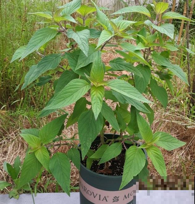 6种香草植物,驱蚊效果特别好,还能泡茶喝! 6种香草植物,驱蚊效果特别好,还能泡茶喝!