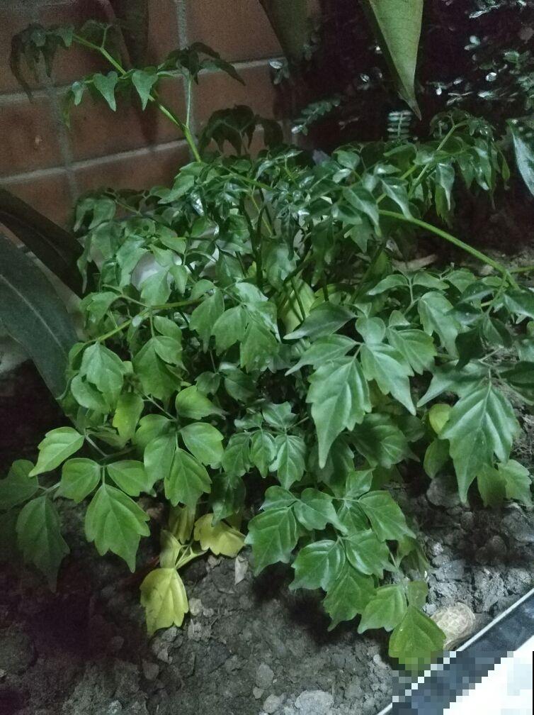 幸福树掉叶子，抓紧开窗通风，多喷水才行