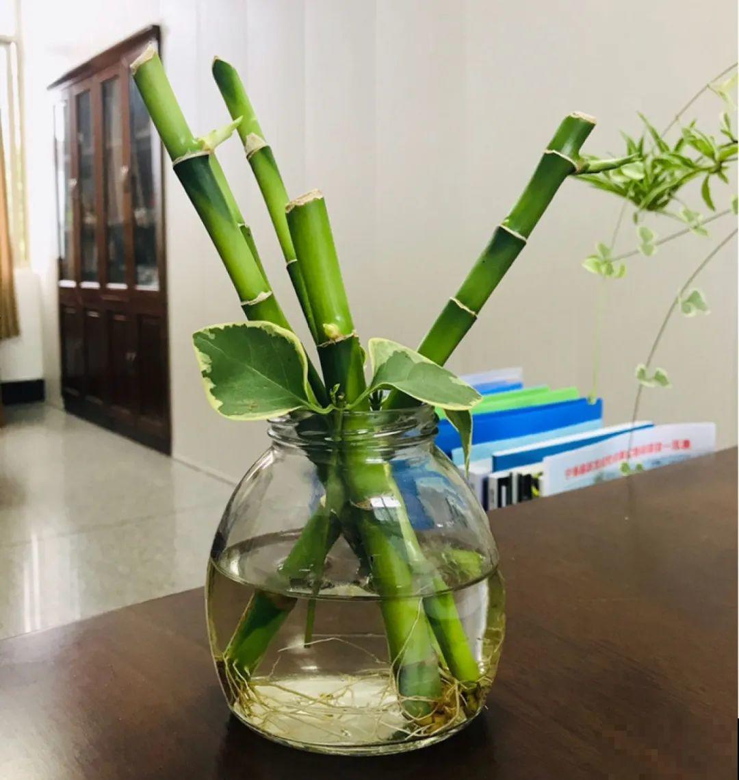 三角梅狠心剪一剪，花芽蹭蹭冒，开爆盆