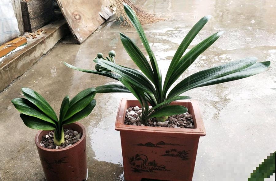 10种花,夏天怕淋雨,下雨赶紧搬进屋! 10种花,夏天怕淋雨,下雨赶紧搬进屋!