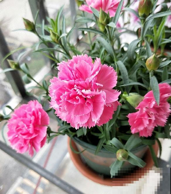 一个大男人,特别喜欢养花,这是种什么样的心态? 一个大男人,特别喜欢养花,这是种什么样的心态?