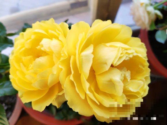 浓香型的靠边站，这些月季香味清淡，最适合阳台养！