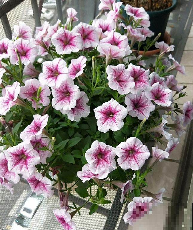 一个大男人,特别喜欢养花,这是种什么样的心态? 一个大男人,特别喜欢养花,这是种什么样的心态?