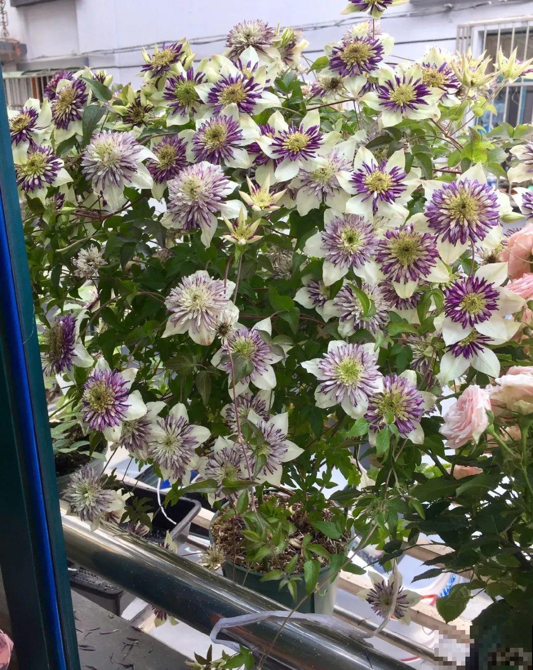 1种花现在剪,芽窜得更多,开出整面大花墙 1种花现在剪,芽窜得更多,开出整面大花墙