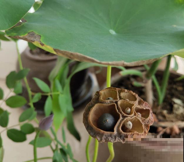 夏天最美的水生花,一个小盆就能养,越晒越好看! 夏天最美的水生花,一个小盆就能养,越晒越好看!