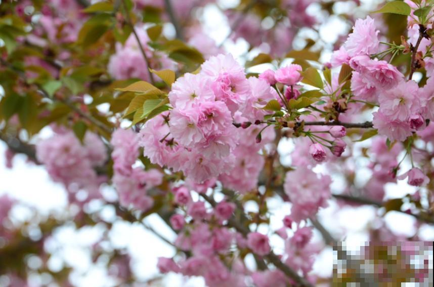 各国的国花,居然被他编成一首诗,太有才了! 各国的国花,居然被他编成一首诗,太有才了!