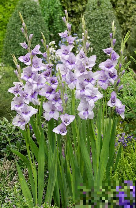 大门口种一丛它，开花一串几十朵，邻居天天跑来看！