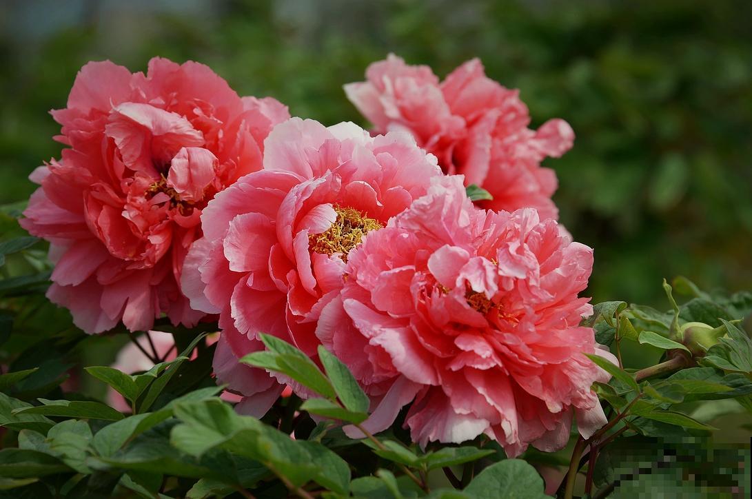 中国各城市市花，都在这里了，看看你所在的城市是什么花吧！