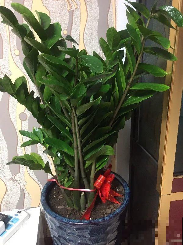 这花3年没浇水，却疯长得把盆撑爆，懒人福利啊！